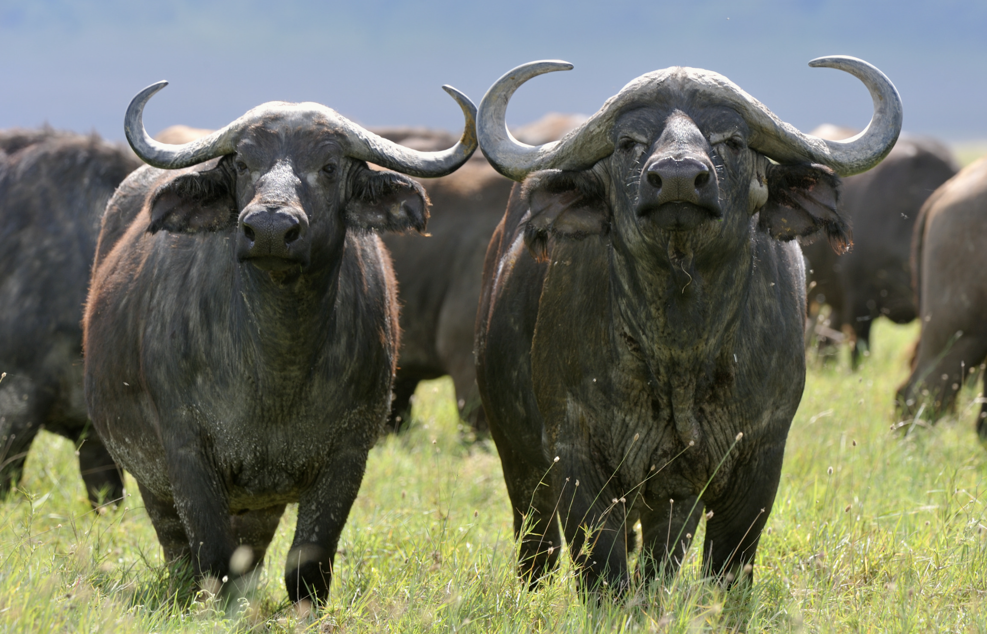 bufalo