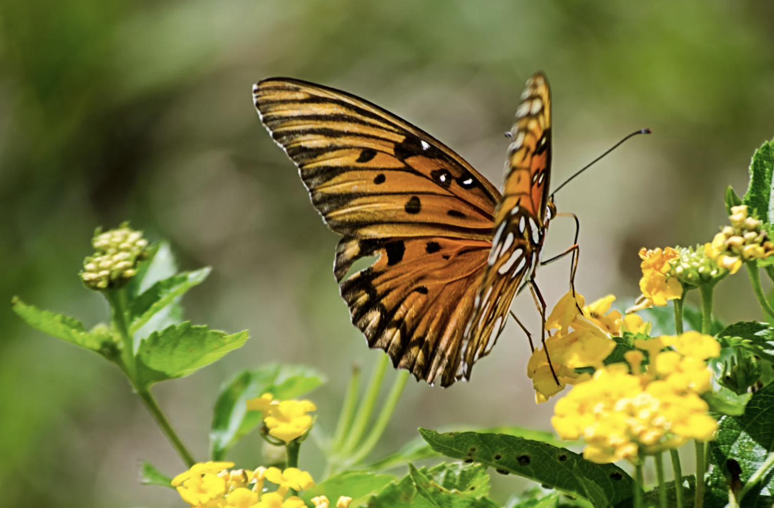 mariposa