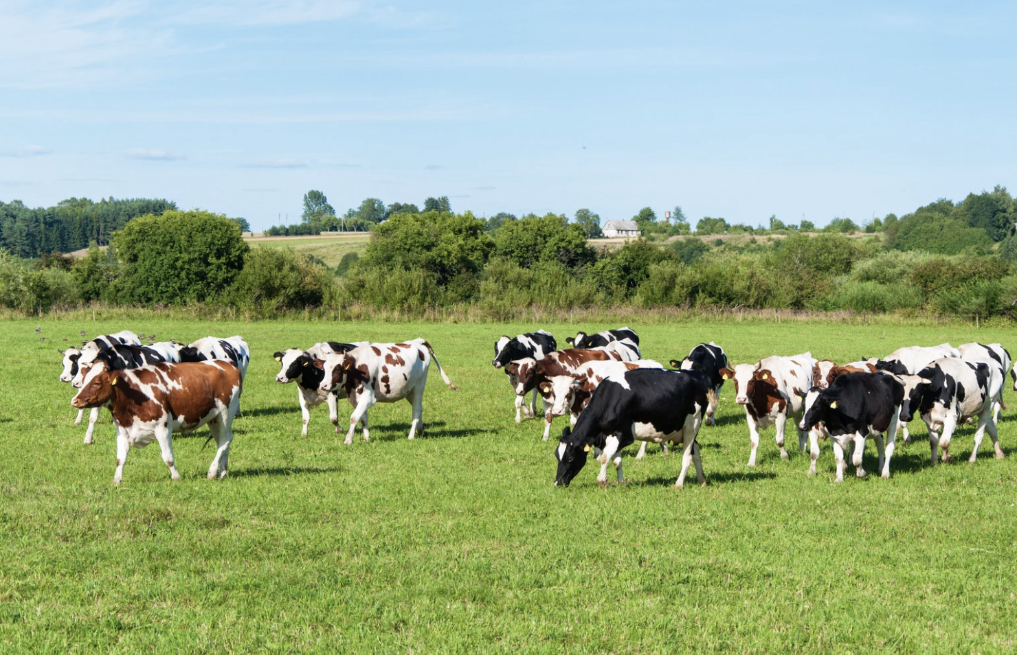 vacas