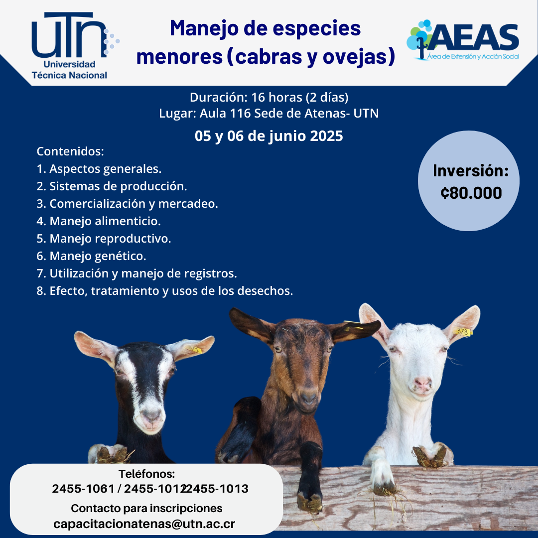 ovejas