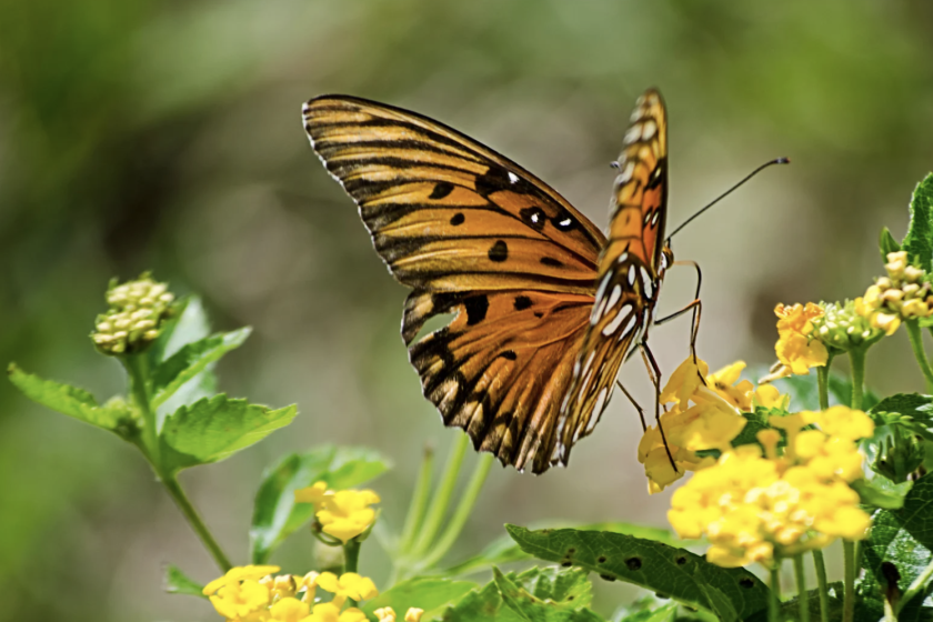 mariposa