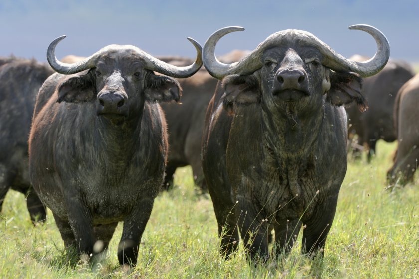 bufalo