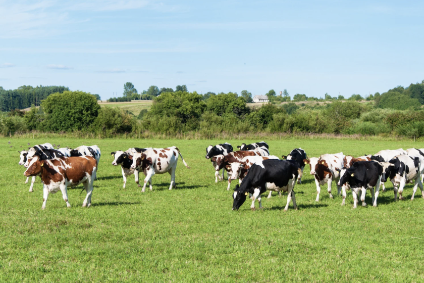 vacas