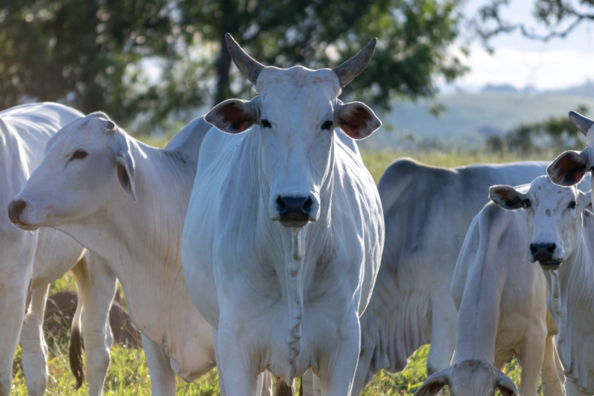 vacas